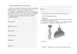 1 Занятие 9 Морфологическое строение корня Цель: изучить