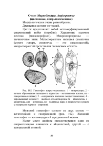 Отдел Magnoliophyta, Angiospermae (цветковые