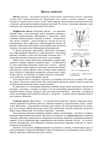 Цветы, соцветия