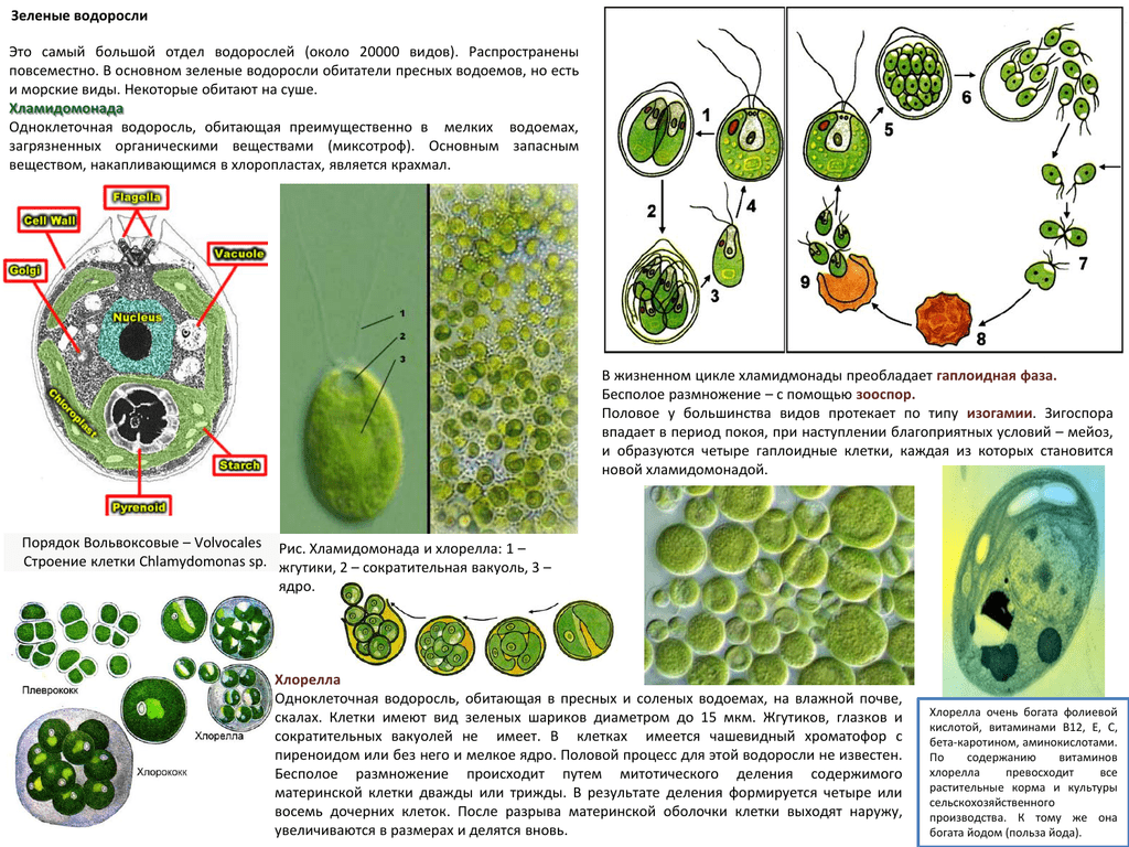В каких биотехнологиях используют одноклеточные водоросли. Жизненный цикл хлореллы ЕГЭ. Зеленые водоросли ЕГЭ хлорелла. Строение одноклеточной зеленой водоросли хлореллы. Состав клетки хлореллы.