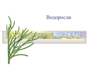 Водоросли