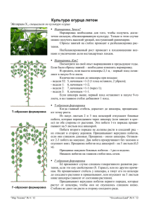 Огурцы летом