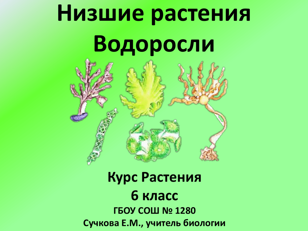 Три примера группы растений водоросли. Отделы растений водоросли. Низшие растения. Низшие растения отделы водоросли. Водоросли это группа организмов.