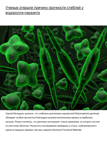Ученые открыли причину прочности стеблей у водоросли