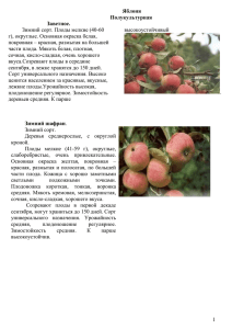 1 Яблоня Полукультурная Заветное. Зимний сорт. Плоды