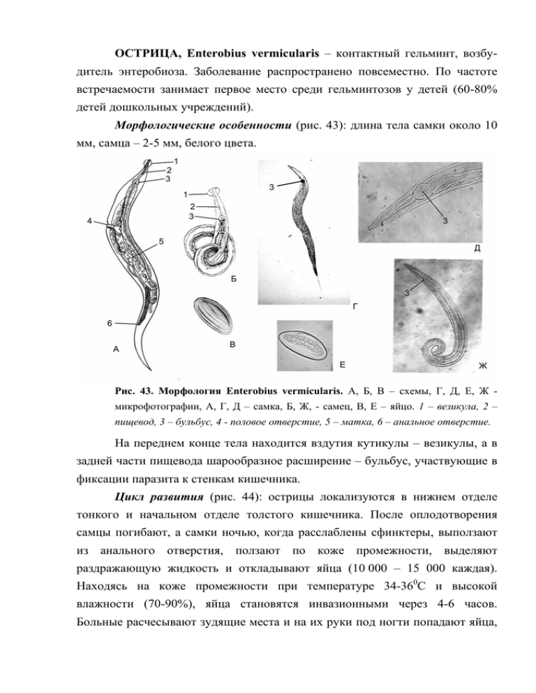 enterobius vermicularis nih tampont