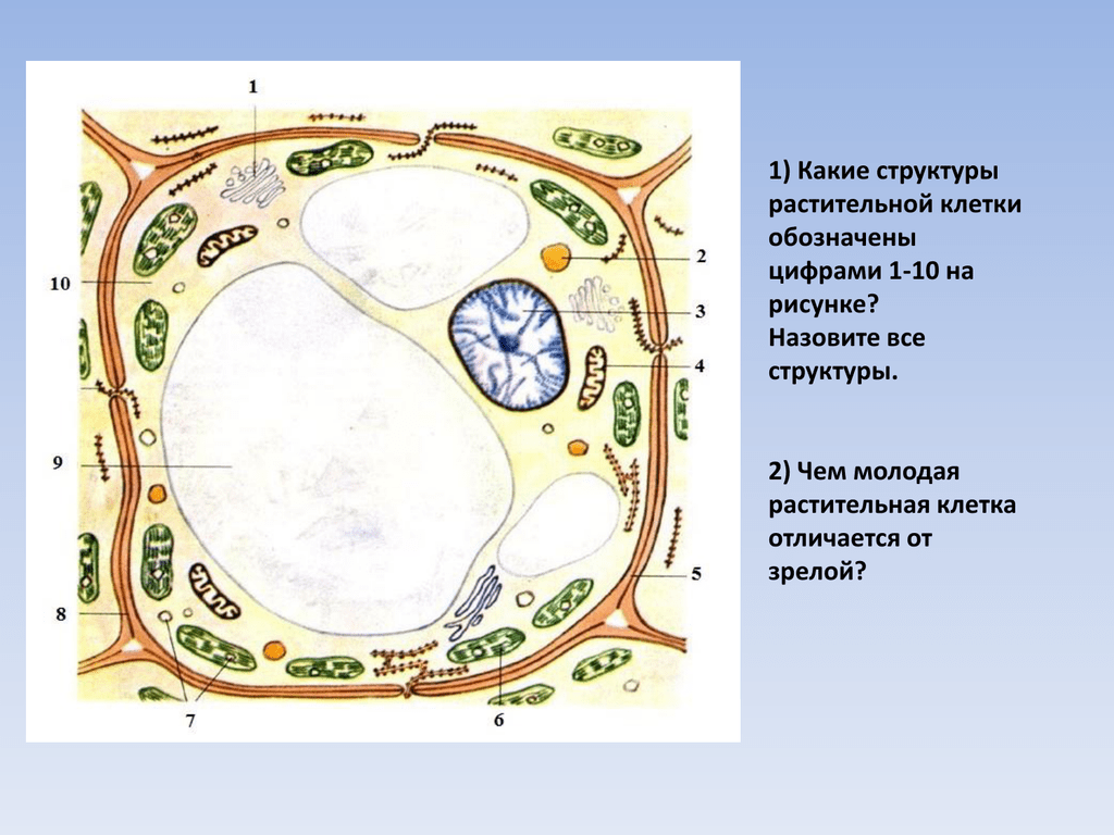 Какие части растительной клетки. Растительная клетка структура клетки обозначена на рисунке. Структура растительной клетки рис 1. Структура растительной клетки с обозначениями. Рассмотрите рисунок растительной клетки.
