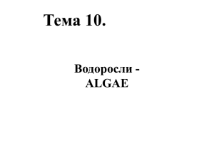 Тема 10. Водоросли - ALGAE