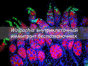 Wolbachia: внутриклеточный пассажир членистоногих и нематод