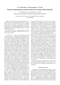 Развитие зародышевого мешка у Dioscorea caucasica