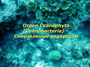 Отдел Cyanophyta