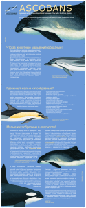 Мы охраняем малых китовых и дельфинов Европы