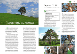 Памятник природы - Всероссийская программа "Деревья