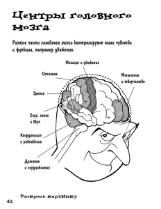 Центры головного мозга