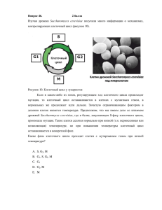 Вопрос 46. 2 балла Изучая дрожжи Saccharomyces cerevisiae