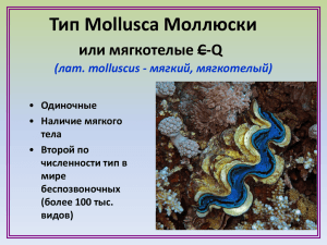 Тип Mollusca Моллюски или мягкотелые C-Q (лат. molluscus - мягкий, мягкотелый) Одиночные