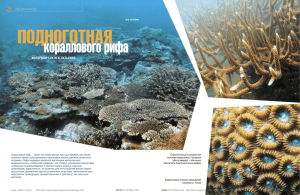 ПОДНОГОТНАЯ кораллового рифа ФОТОРЕПОРТАЖ Ю. Я. ЛАТЫПОВА ЛИЦОМ К ПРИРОДЕ