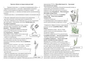 Краткая таблица для определения растений полулунный (ключ-трава)  Botrychium lunaria Sw. – Гроздовник