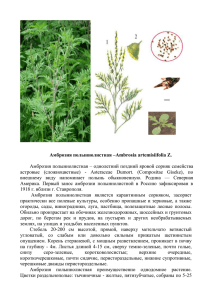 Амброзия полыннолистная –Ambrosia artemisiifolia Z. Амброзия