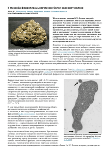 У микроба ферроплазмы почти все белки содержат железо