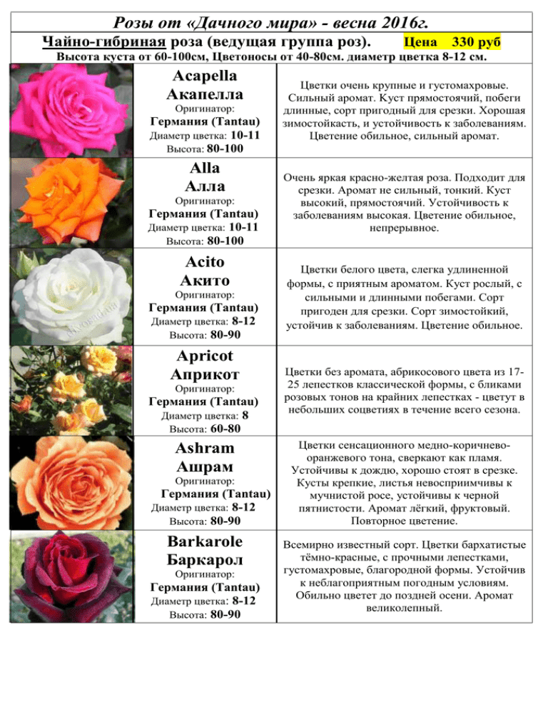 Как отличить розы. Классификация розы таблица. Розы классификация сортов. Таблица сортов роз. Классификация розы флорибунда.