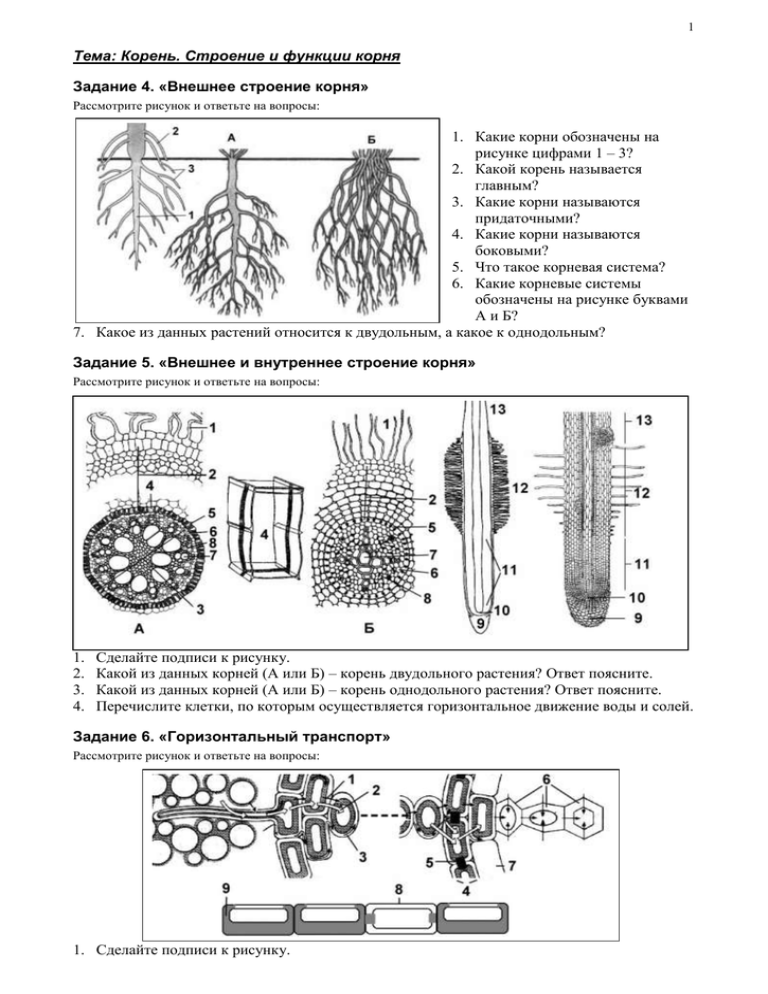 Корни растений тест. Корень строение и функции. Корневище строение и функции. Структуры корня и функции. Строение и функции корня высших растений.