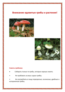 Внимание! Ядовитые грибы и растения