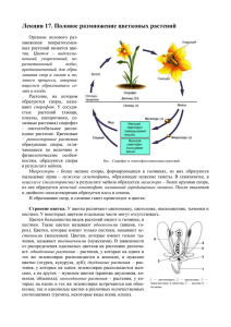 Лекция 17. Размножение цветковых