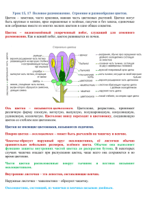 Урок 15, 17 Половое размножение. Строение и разнообразие