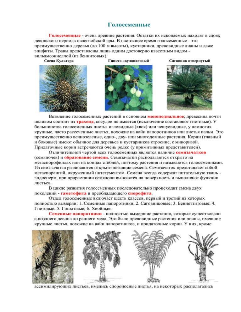 Перечень голосеменных растений. Древние Голосеменные растения. Вымершие Голосеменные растения. Голосеменные растения кратко. Сообщение о голосеменных.