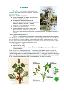 Стебель  Функции стебля