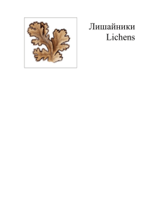 Лишайники Lichens