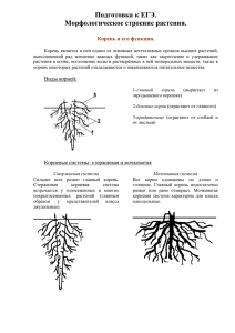Подготовка к ЕГЭ. Морфологическое строение растения.  Корень и его функции.