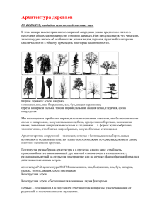 Архитектура деревьев