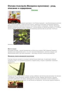 Dionaea muscipula (Венерина мухоловка) - уход, описание и содержание Описание