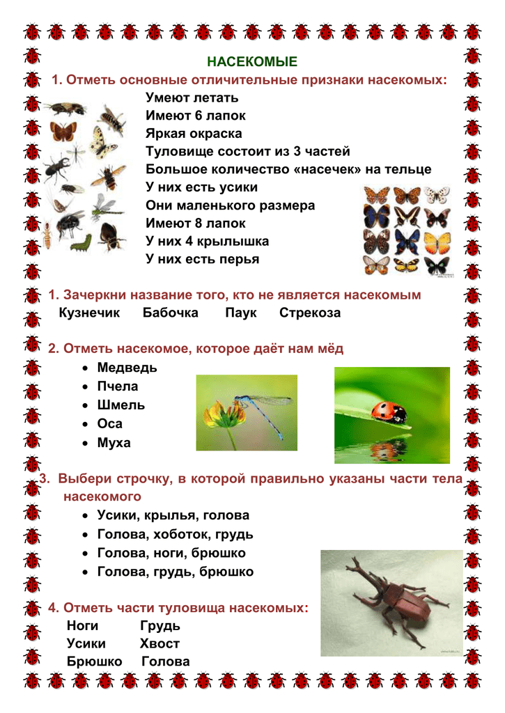 Биология тест класс насекомые. Насекомые задания. Окружающий мир насекомые задания. Задания по окружающему миру насекомые. Насекомые задания 1 класс.