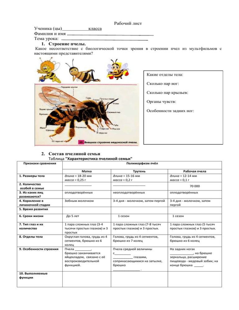 Исследование конечностей домашней пчелы какая биологическая наука. Таблица по биологии 7 класс пчелы. Таблица по биологии про пчел. Рабочий лист пчелы. Строение пчелы.