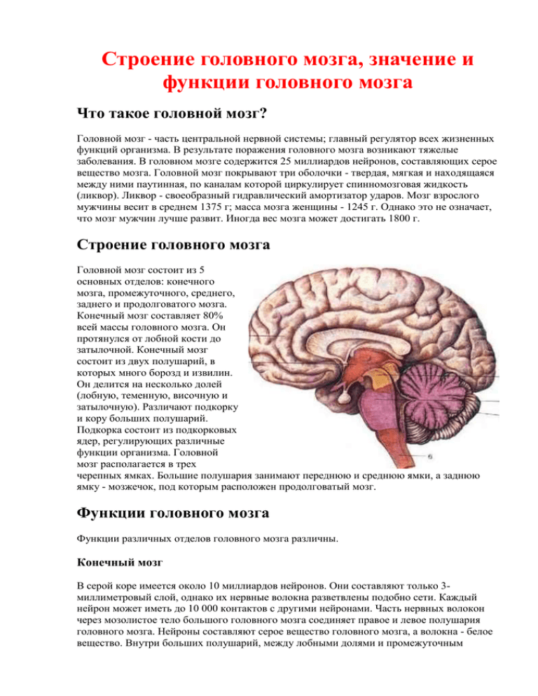 Мозг значение слова. Головной мозг строение и функции. Строение ЭИ функицииголовного мозга. Функции головного мозга животных. Функции головного мозга таблица.