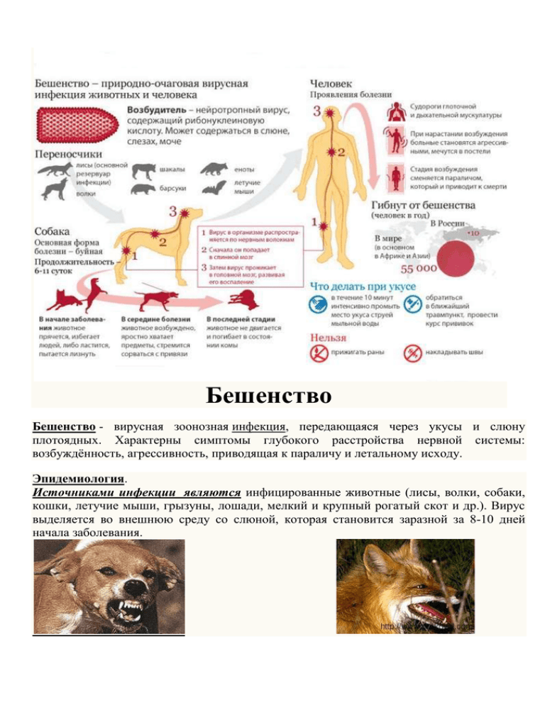 Симптомы укуса собаки человека