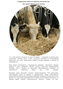 Содержание коров на глубокой подстилке или Как живут