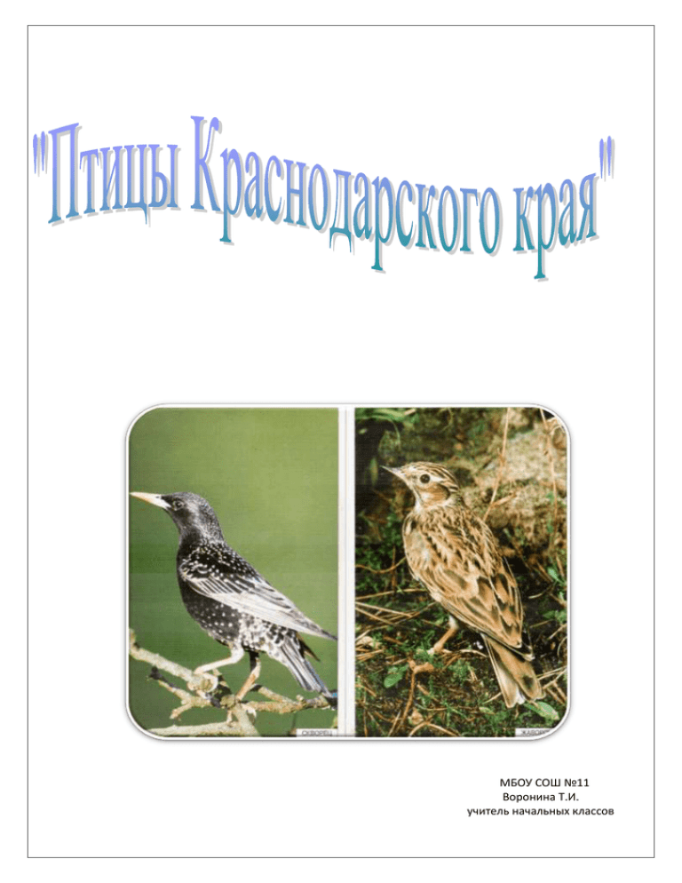 Птица Краснодарского Края Фото И Описание