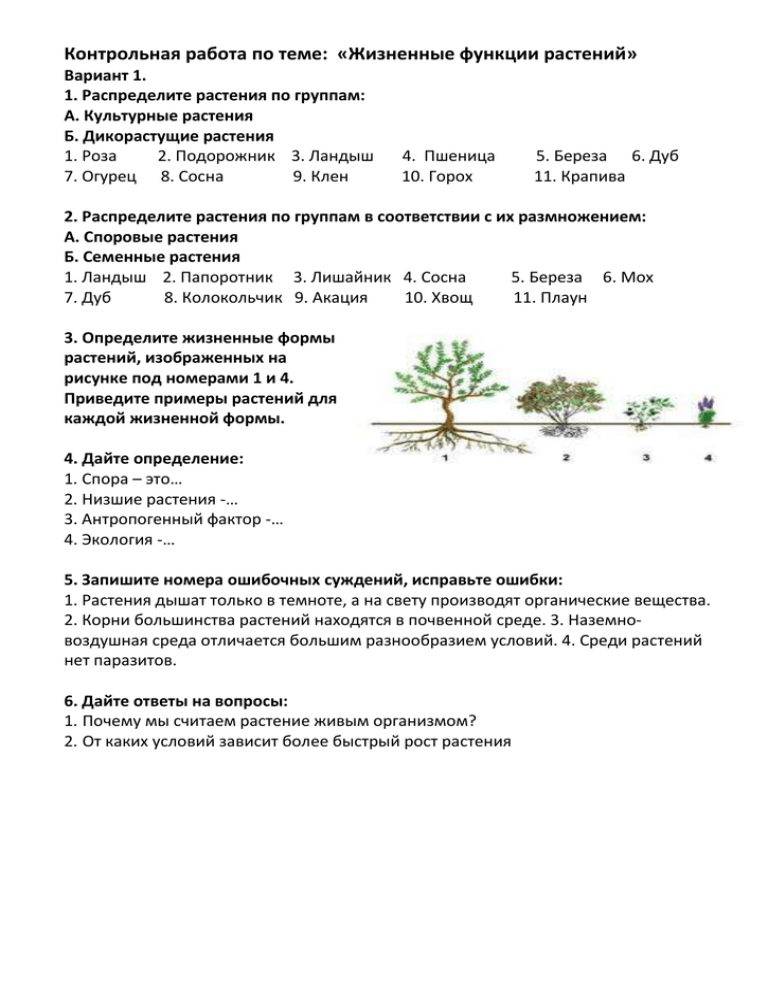 Контрольная работа: Типы растений по высоте и характеру расположения листьев