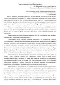 Эссе «Маленькое чудо в сибирской тайге» Автор: Сарбаева