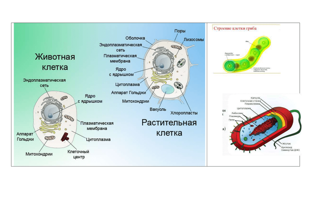 Для грибной клетки характерна оболочка из хитина. Клеточное строение примеры. Клетка строение клетки тест. Инфографика строение клетки. Строение клетки и её структура разделы биологии.