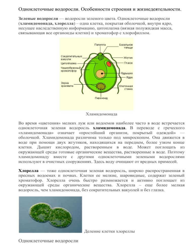 Лабораторная водоросли. Строение одноклеточных зеленых водорослей. Лабораторная по биологии строение одноклеточных водорослей. Лабораторная по биологии 5 класс строение зеленых водорослей. Хламидомонада и хлорелла.