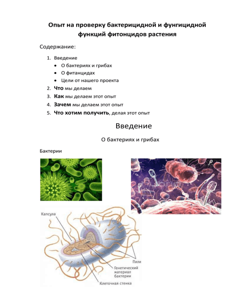 Бактерицидное действие фитонцидов проект по биологии