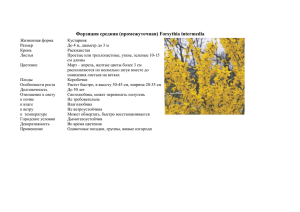 Форзиция средняя (промежуточная) Forsythia intermedia