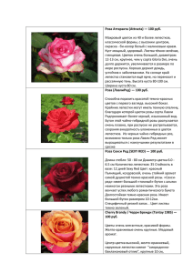 Роза Аттаракта (Attracta) — 100 руб. Махровый цветок из 40 и
