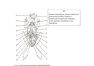 №1 Дыхание земноводных. Каковы особенности дыхательной системы? Сравнить с дыхательной системой рыб. Подписать