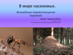 В мире насекомых. Волшебные перевоплощения муравьёв Автор: Чухрова Юлия